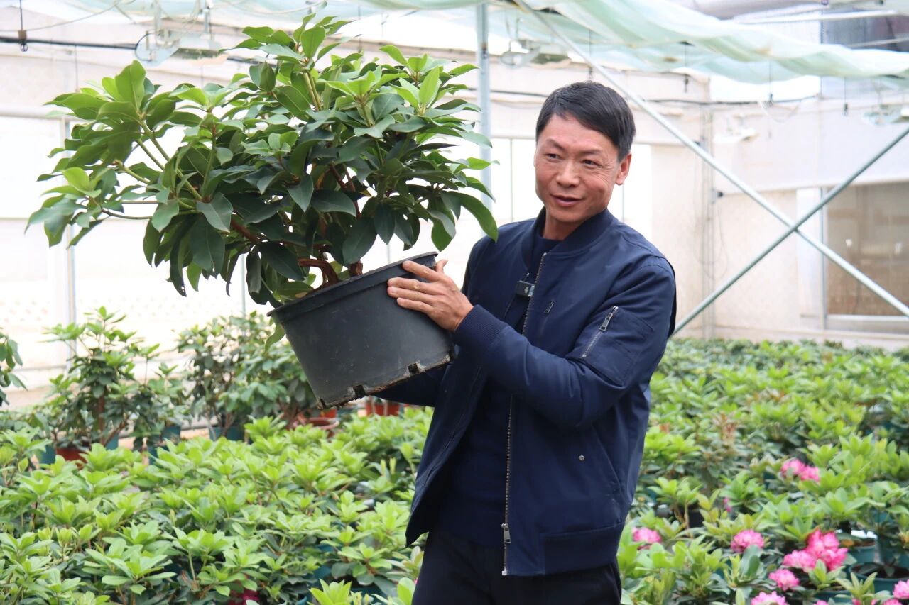 嵩明浩丰杜鹃苗木图